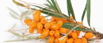 Лечебные свойства облепихи польза и вред для здоровья
